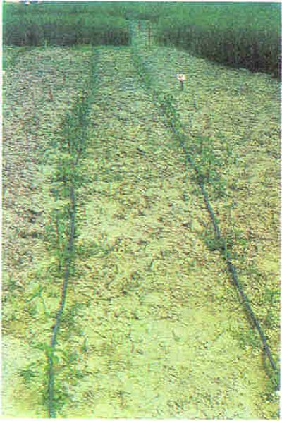 Damla sulama yöntemi suyu kıt ve tuzlu olan bölgelerin bu sorununu ortadan kaldırmaktadır.